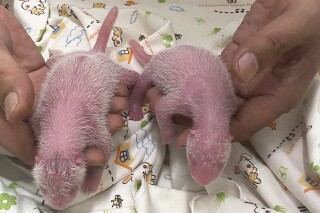 香港迎来第一只本地出生的大熊猫