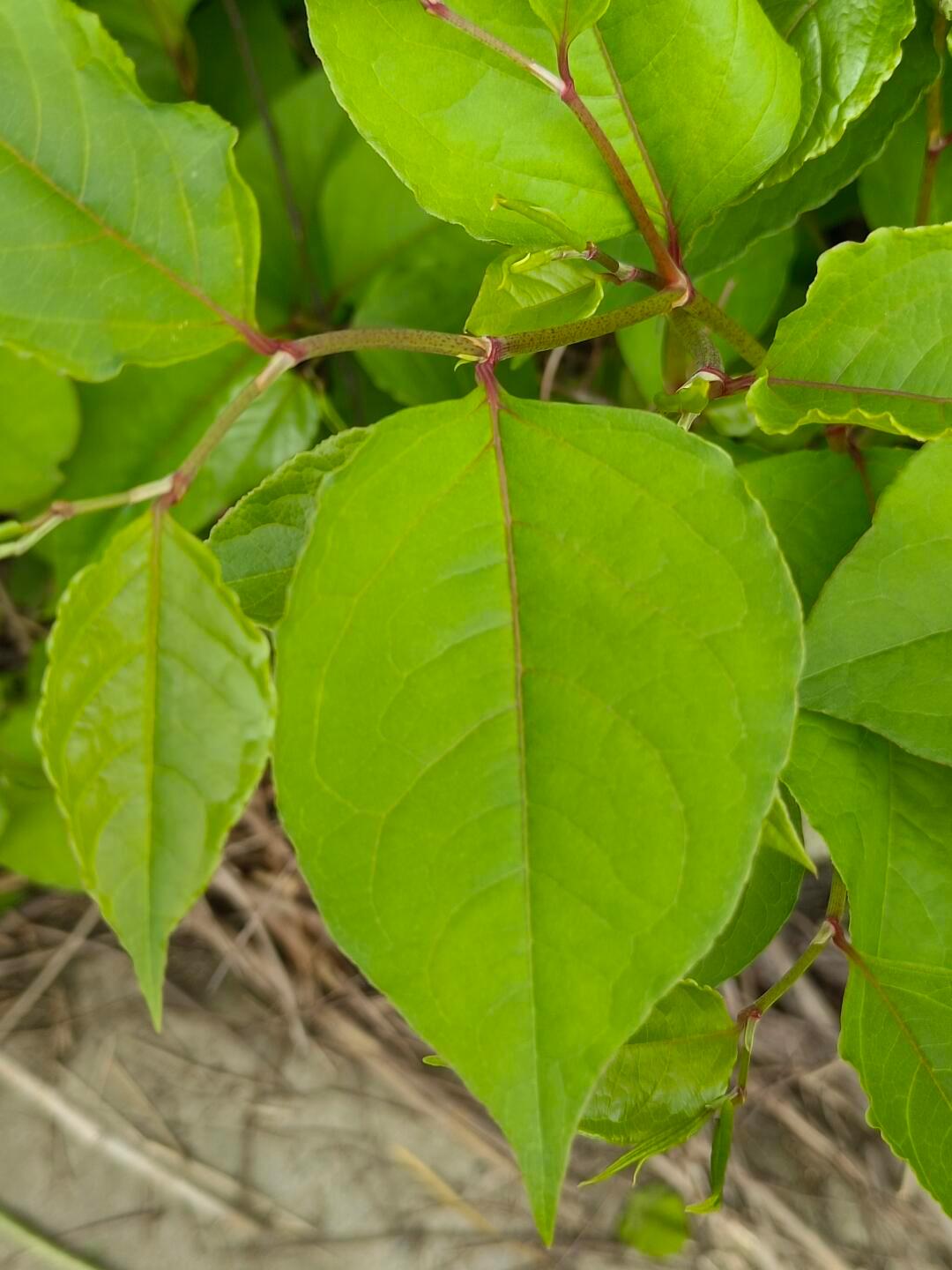 日本虎杖警告，房主被告知要小心“隐藏”的植物